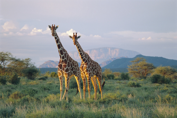 Las jirafas hembra que pasan más tiempo con 'amigas' viven más y con menos  estrés que el resto | National Geographic en Español