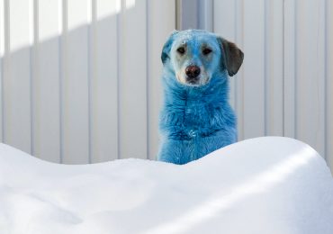 perros azules