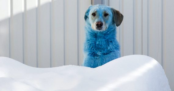 perros azules