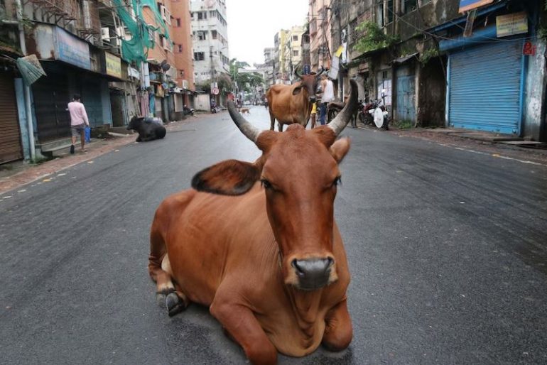 vacas abandonadas India