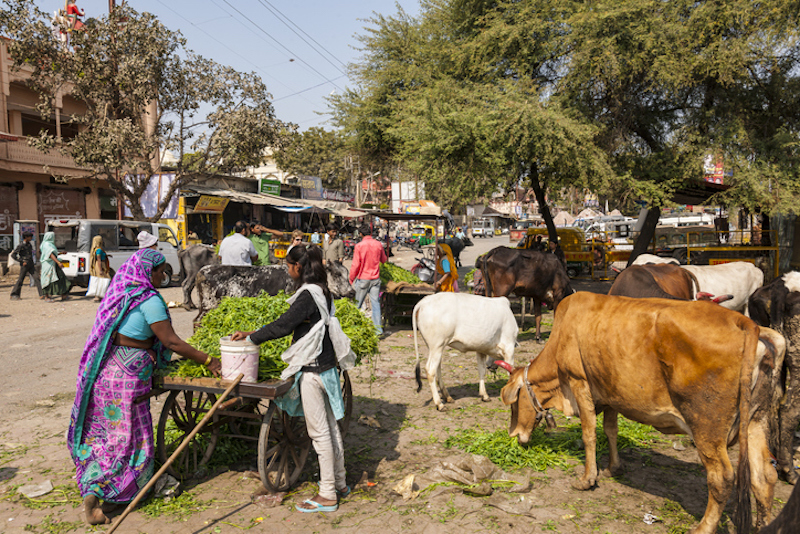 vacas abandonadas India