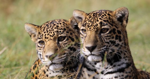 Jaguares en la Selva