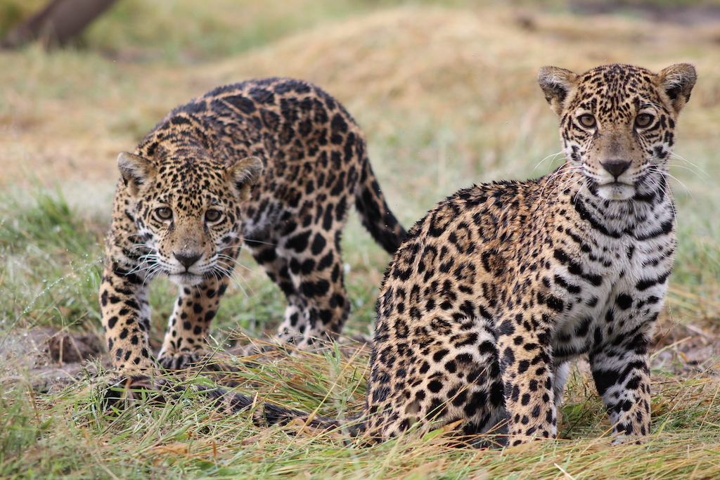 Jaguares en la Selva