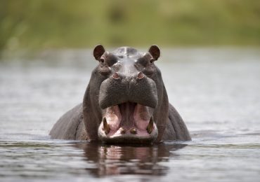 esterilización de hipopótamos
