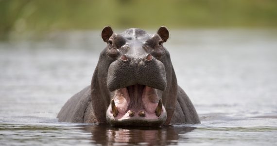 esterilización de hipopótamos