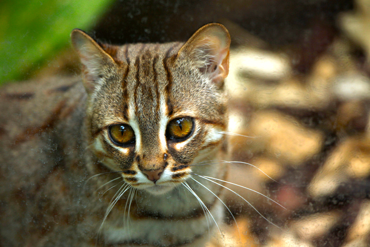 es gato herrumbroso, el salvaje pequeño del mundo | National Geographic en Español