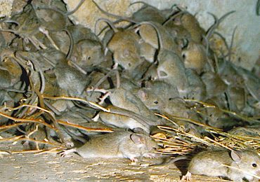 plaga ratones