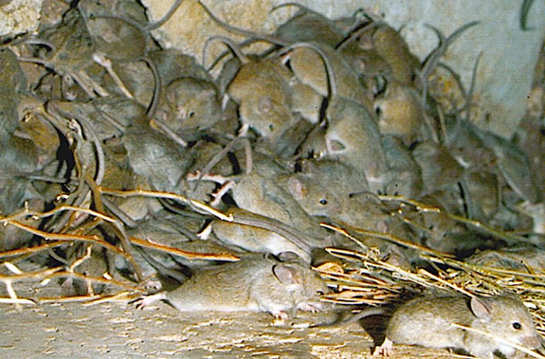 plaga ratones