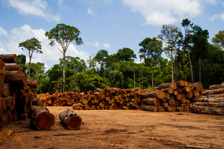 La destrucción de bosques tropicales se aceleró durante la pandemia, revela  un estudio | National Geographic en Español