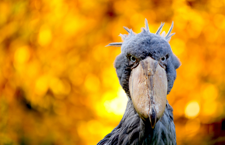 Así es el picozapato: la imponente ave de metro y medio que parece una  criatura prehistórica | National Geographic en Español