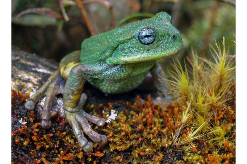 Descubren una nueva especie de rana nunca antes vista en la Amazonia peruana  - National Geographic en Español