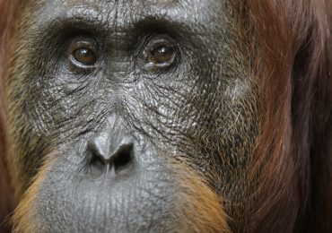 orangutanes