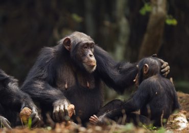 mamás chimpancés