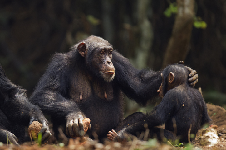 mamás chimpancés