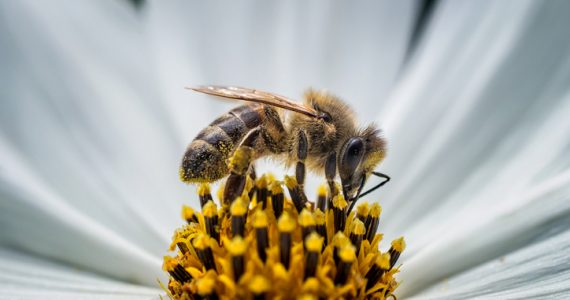 día mundial de las abejas