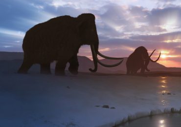 batalla de mamuts