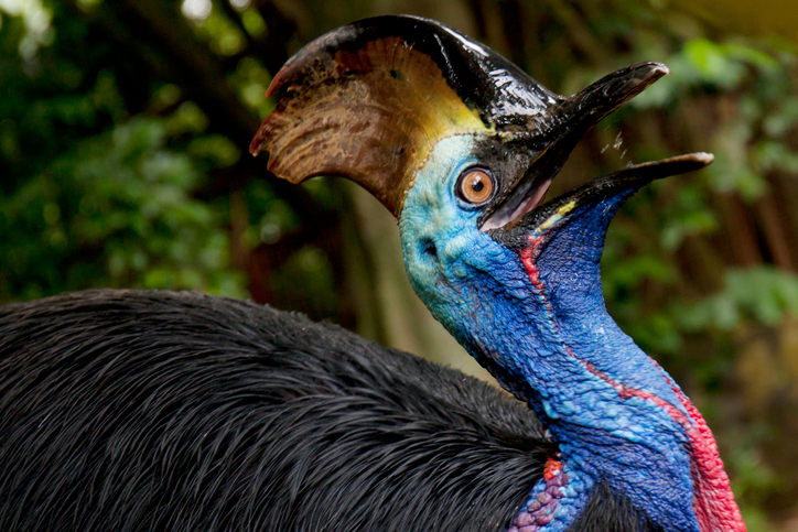 Así es el casuario, el ave más peligrosa del mundo que ataca como un  velociraptor | National Geographic en Español