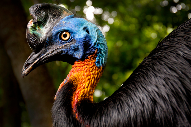 Así es el casuario, el ave más peligrosa del mundo que ataca como un  velociraptor | National Geographic en Español