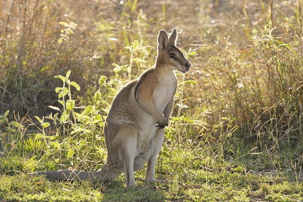 Australia saves iconic wallaby after cats drive him to extinction