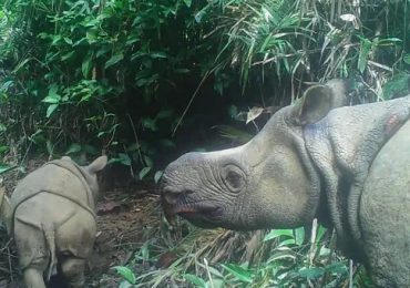 rinocerontes de Java
