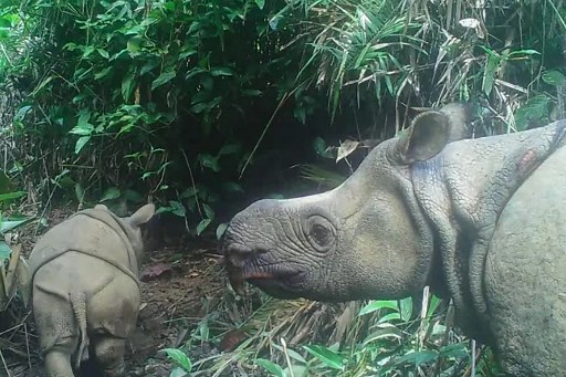 rinocerontes de Java