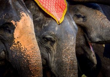 elefantes de tailandia