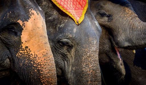 elefantes de tailandia