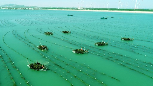 bosques de algas