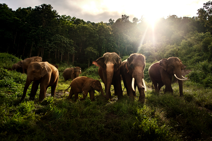 manada de elefantes