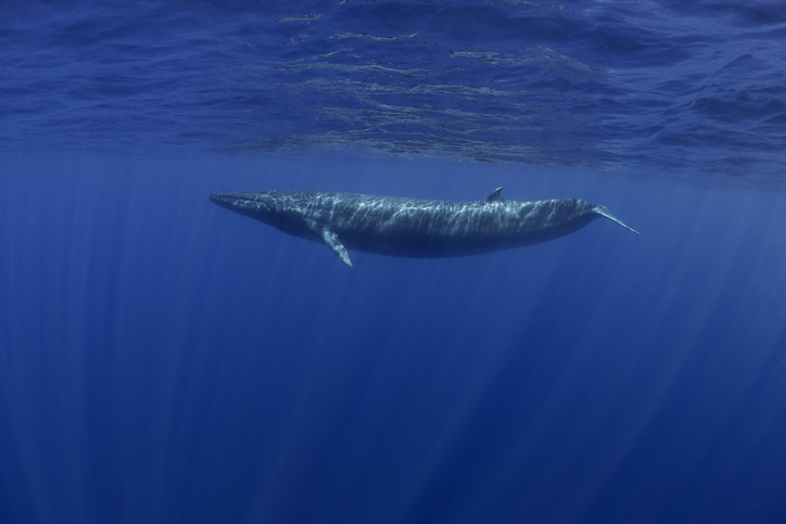 ballenas azules