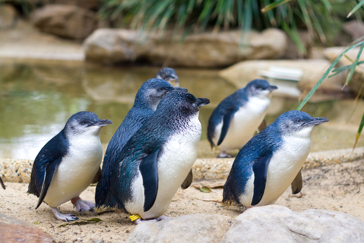 pingüinos de Australia