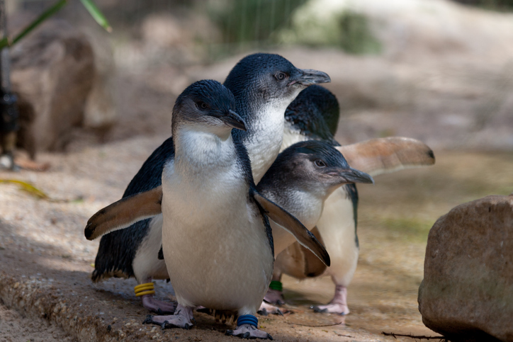 Demonios de Tasmania: su reintroducción exterminó a los pingüinos.