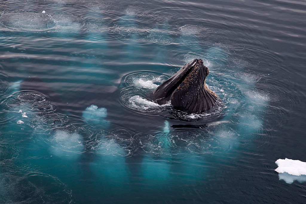 La morsa que llegó a Irlanda en un iceberg desaparece tras el acoso de  turistas - National Geographic en Español