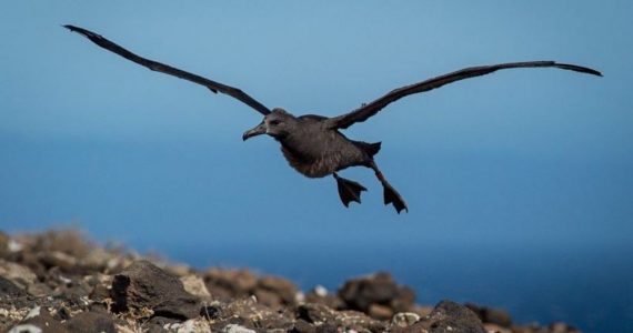 albatros de patas negras