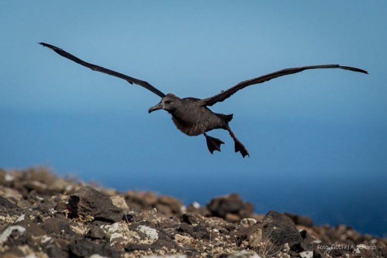 albatros de patas negras