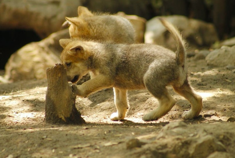 Nacen 5 crías de lobo mexicano en el Zoológico de Chapultepec | National  Geographic en Español