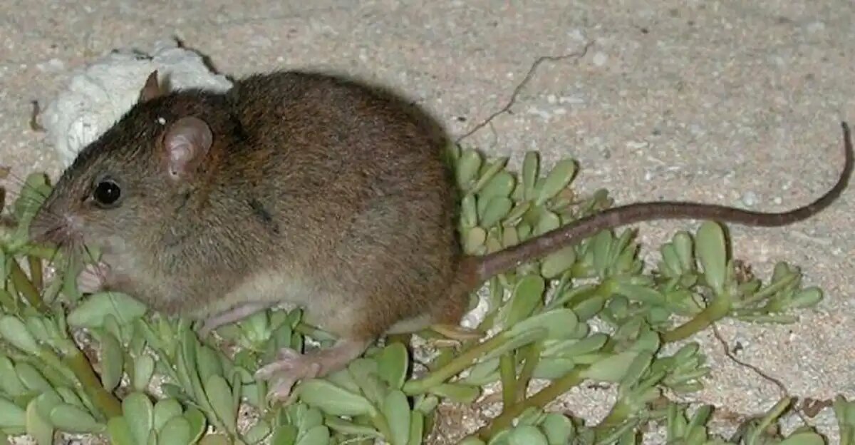 ratón de Gould