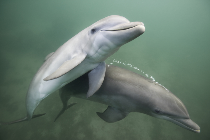 reproducción delfines