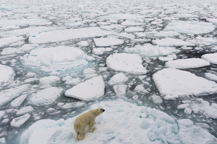 El del Ártico está enviando químicos tóxicos y permanentes al océano | National Geographic en Español