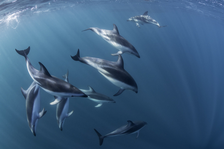 reproducción delfines