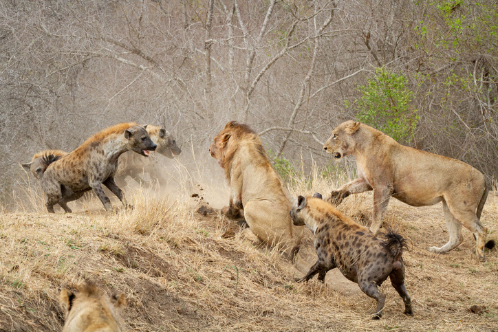 Un parásito que se aloja en el cerebro vuelve a las crías de hienas más  temerarias frente a los leones | National Geographic en Español
