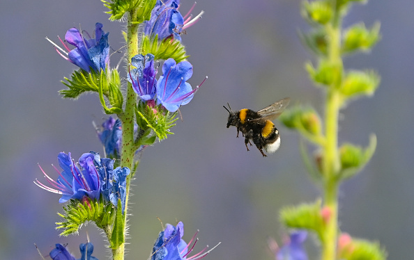 La cafeína ayuda a las abejas a recordar el olor de las mejores flores para  polinizar | National Geographic en Español
