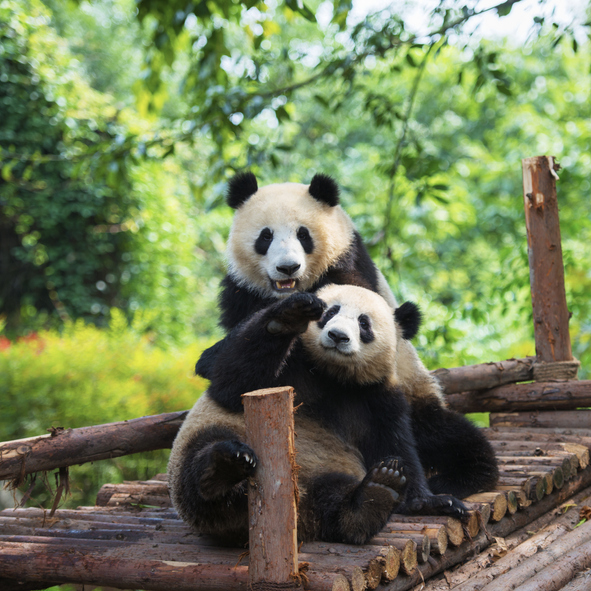 Salir rápido Onza El panda gigante sale de la lista de especies en peligro de extinción |  National Geographic en Español