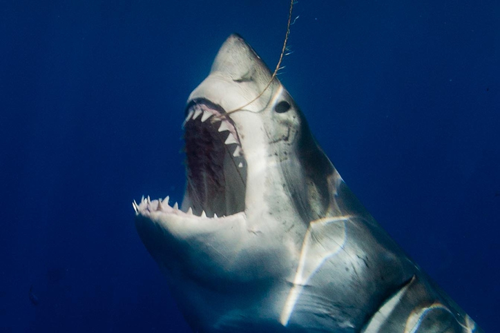 dientes de tiburones