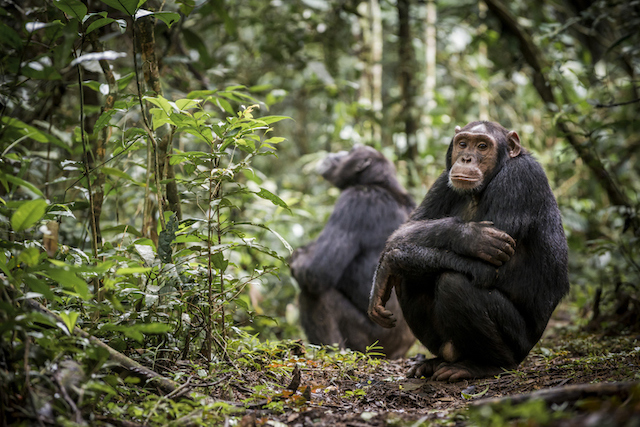 chimpancés ataque gorila