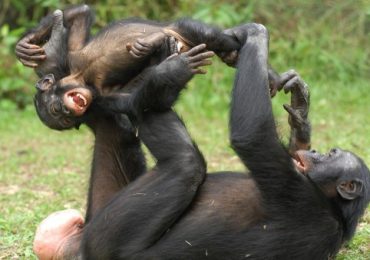 saludos primates