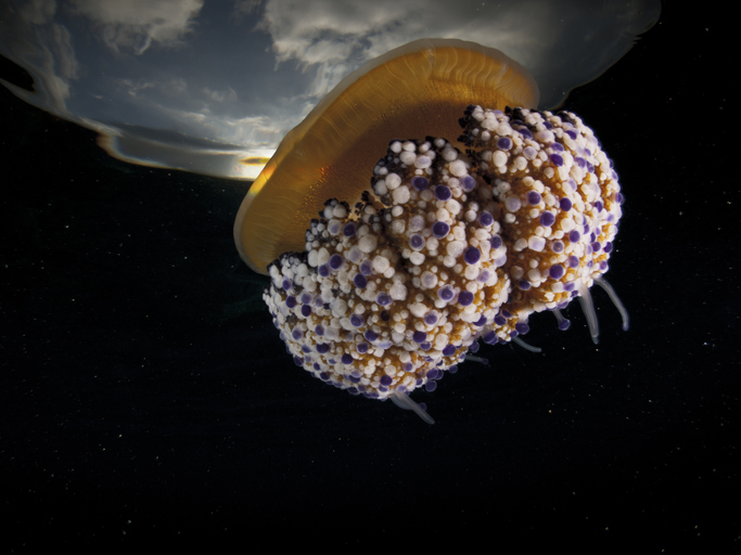 medusa mediterránea