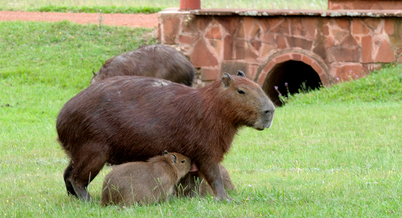 invasión de capibaras