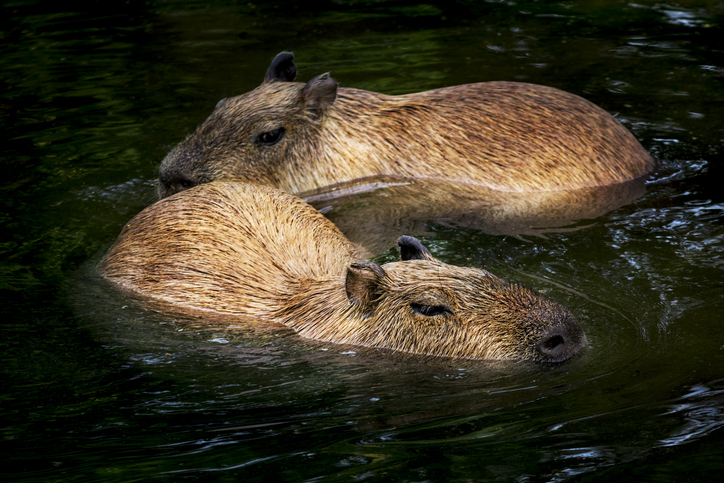 invasión de capibaras