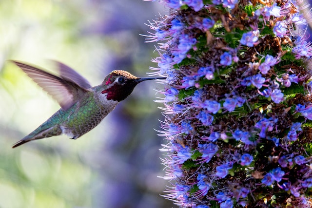 colibríes hembra